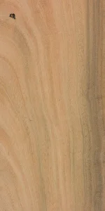 Яблоня шероховатокоровая