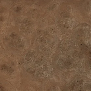 Карпатский вяз (кап)