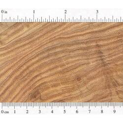 Гледичия обыкновенная (Honey Locust)