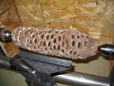 Плод Banksia