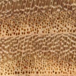 Гледичия обыкновенная (Honey Locust)