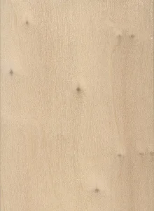 Тополь чёрный